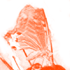 swallowtail